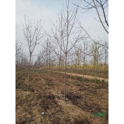 紫薇/紫薇价格/紫薇产地/紫薇批发/