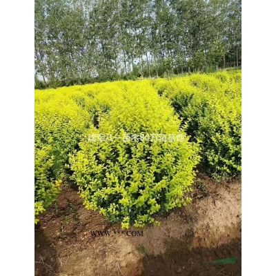 *新供应马褂木4-25公分/马褂木报价/马褂木价格产地