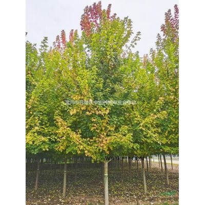 美国红枫种植中需要注意哪些问题呢？