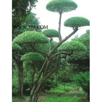 无患子，马褂木