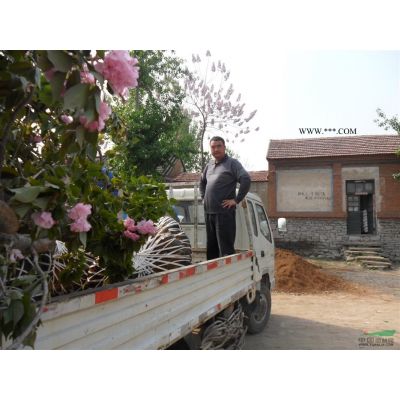 泰安本昌樱花苗木基地供应1-20公分樱花，海棠，榆叶梅，紫薇
