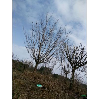 浙红地区价应红枫，海棠，樱花，红梅
