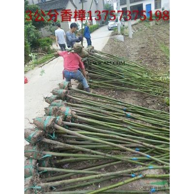 马褂木(鹅掌楸)