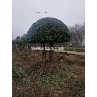 美国三红丛生紫薇图片/美国三红丛生紫薇报价