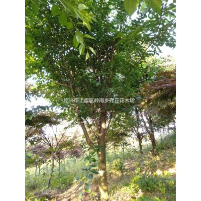 浙江绍兴上虞紫薇种植基地