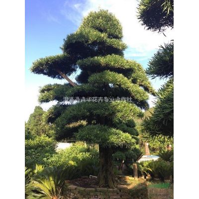 福建漳州大量低价批发小叶紫薇6-10分袋苗熟货容器苗