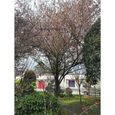 红枫15-20公分，桂花15-30公分，垂丝海棠20公分