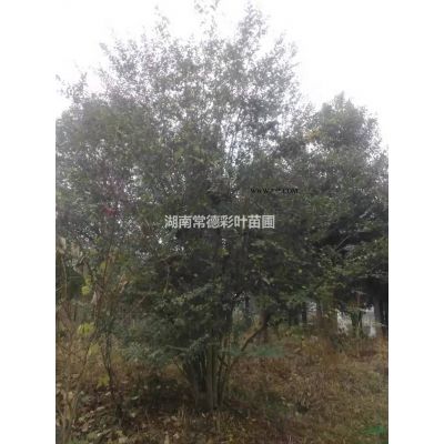 美国红枫