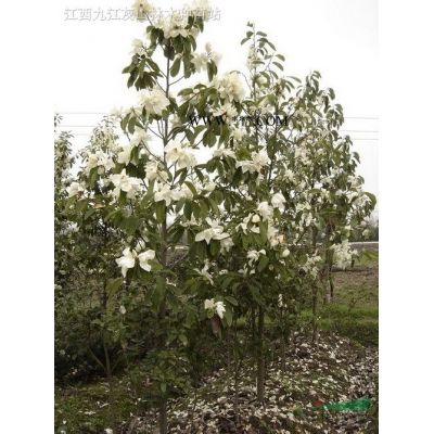 江西紫薇9介绍