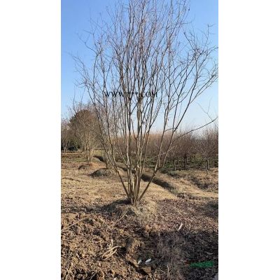 浙江苗圃基地直销栾树/栾树价格 南方栾树哪里多