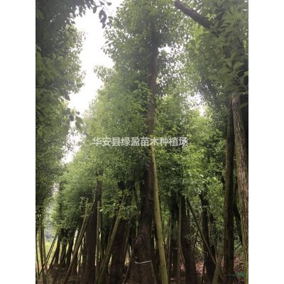 福建台湾栾树哪里好/哪家便宜