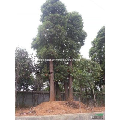湖南移栽栾树5-15公分栾树价格柏加栾树基地您值得拥有！