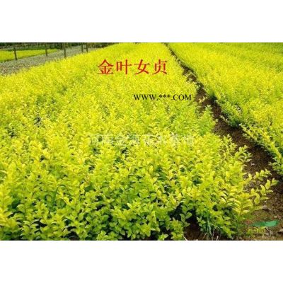 河南许昌鄢陵2到18公分的栾树