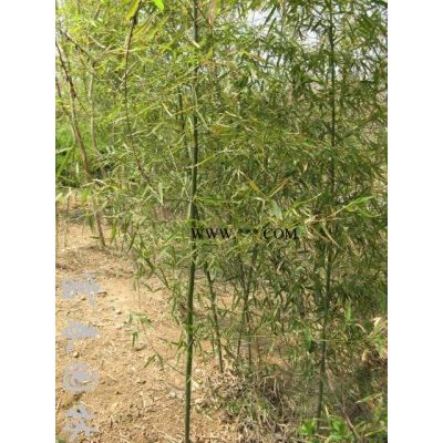 栾树，栾树苗，江苏栾树，别名：灯笼树、栾树价格