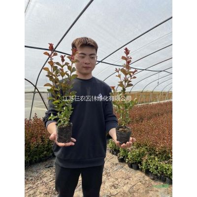 美国天鹅绒紫薇小杯苗