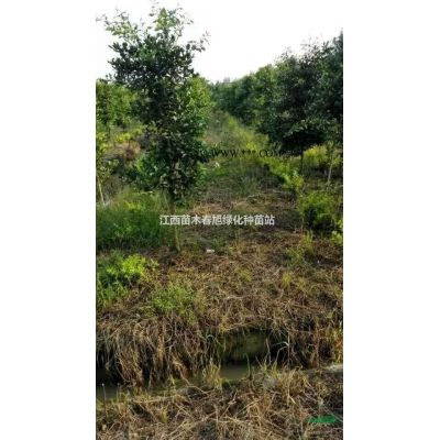 江西九江黄山栾树