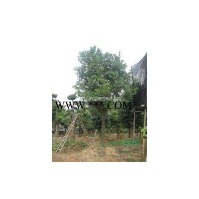 湖南浏阳绿化苗木花木紫薇价格