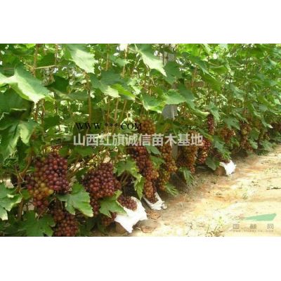3公分红叶李.5公分红叶李.12公分红叶李价格.8公分红叶李.红叶李苗圃