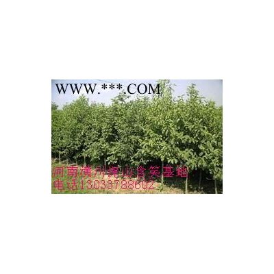 黄山栾树报价：胸径8-30北京栾树价格，北栾南栾，复羽叶栾树