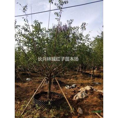 浙江省湖州市提供栾树10-14公分