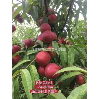 山西红叶李产地=2公分3公分4公分5公分红叶李产地