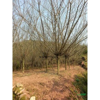 红叶李1报价/浙江红叶李1报价