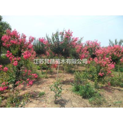 供应朴树_白榉树_青榉树苗木_朴树绿化苗木苗圃基地