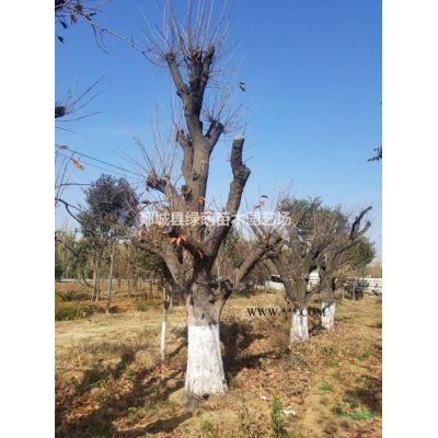 8-12公分栾树大量供应栾树价格图1
