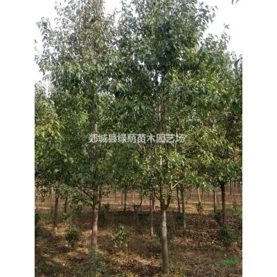 8-12公分栾树大量供应栾树价格图2
