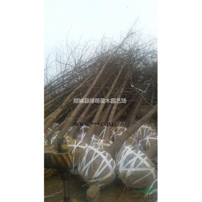 8-12公分栾树大量供应栾树价格图3