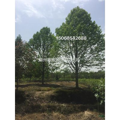 嵊州钱景园林供应15-28公分精品榉树