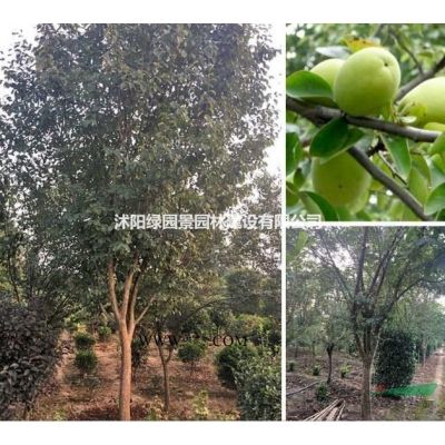 江苏供应无患子基地/无患子价格规格*