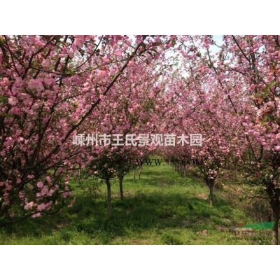 苦槠、木姜子、无患子