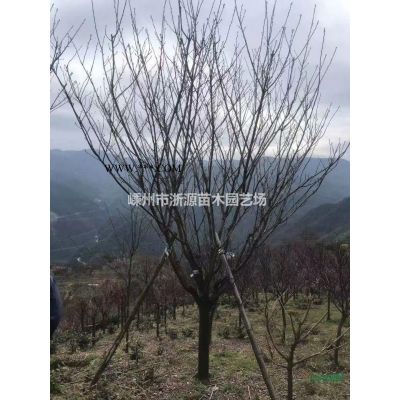 浙江无患子基地/无患子价格 浙江无患子哪里多