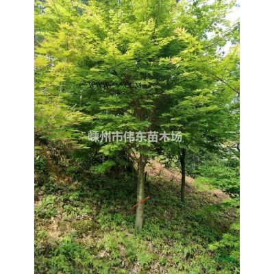 无患子，浙江无患子价格，各规格无患子