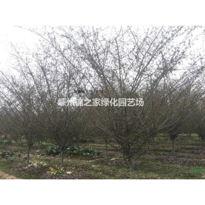 供应榉树D8-12,移栽苗800棵，土球好树型优美，价格实惠