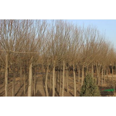 优质的栾树种植基地 专业种植栾树