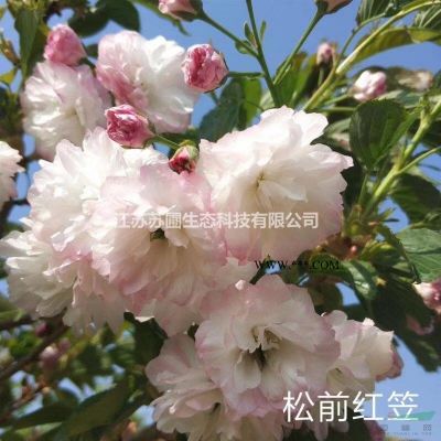 江苏金叶榉树苗圃直供/江苏金叶榉树价格优惠图3