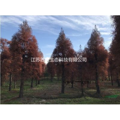 江苏金叶榉树苗圃直供/江苏金叶榉树价格优惠图2