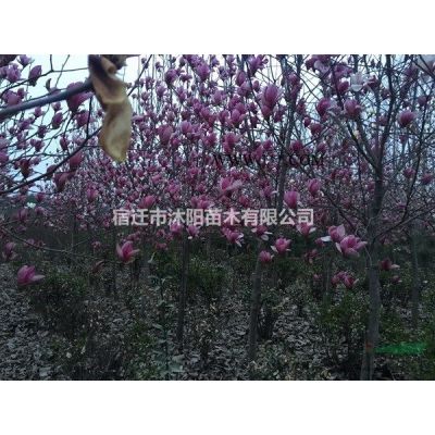 日本樱花价格_日本樱花产地_日本樱花绿化苗木苗圃基地