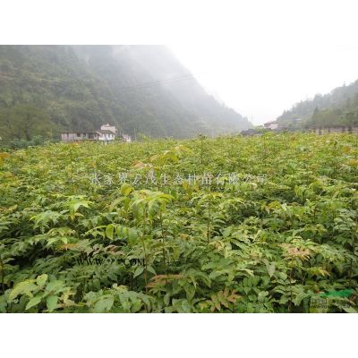 榉木价格_红榉树_湖南地区哪里有榉木_榉木种子价格
