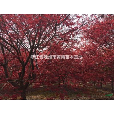 朴树供应