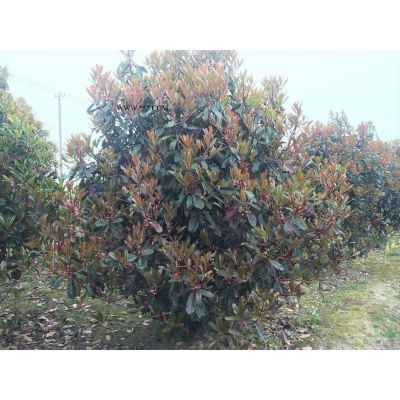 8-16公分高杆樱花 江苏高杆樱花 南通高杆樱花价格行情报价/8-16公分高杆樱花 江苏高杆樱花 南通高杆樱花价格图片展示