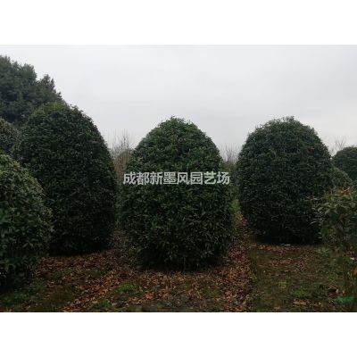 朴树