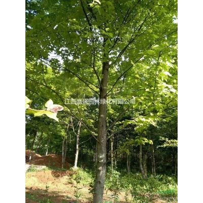 樱花8公分，9公分，10公分，分枝1.2米