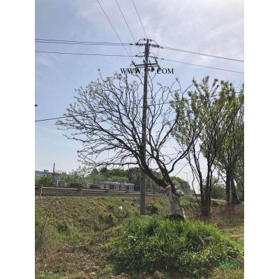 浙江供应10-40公分优质银杏、精品银杏