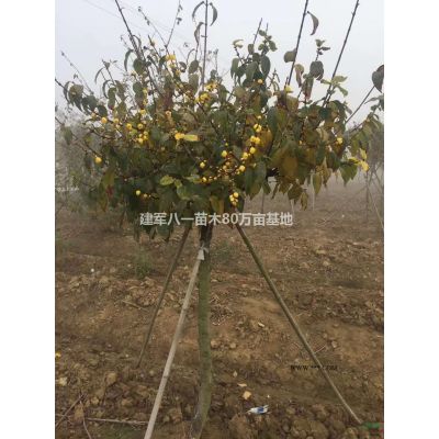 建军八一苗木基地银杏；批发价格 图片