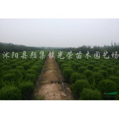 江苏栾树，泡桐，丁香，紫薇，五彩锦带，银杏新价格
