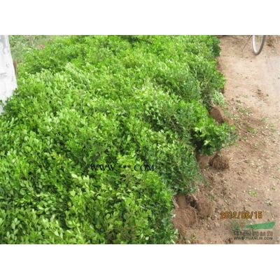 丛生紫薇 红花紫薇 大小紫薇 江苏紫薇价格行情报价/紫薇