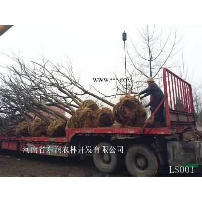 15公分银杏树